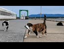 日曜午後は漁港猫ちゃんたちのお魚パーティー