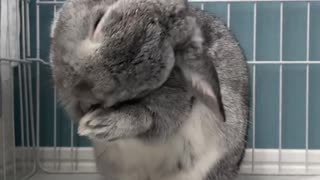 子うさぎちゃんの毛づくろい　激かわいい　甘えてくる　甘えん坊　ウサギ　vlog ルーティン　夜　赤ちゃん　YouTubeチャンネル　ユーチューバー　生活　うさちゃん　ラビット　ネバーランド雑種　世界一