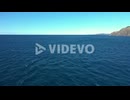 4k Humpback whales swimming in the blue ocean