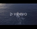 Aerial View Humpback Whales Swimming In The Sea