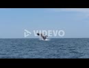 Humpback Whale breach