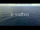 Humpback Whale Spotted Breaching On The Water Near Bondi Beach - Whale In New South Wales, Australia