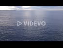 Humpback Whales Swimming In The Open Sea At Sunrise