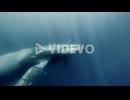 Magnificent Humpback Whales Swimming Calmly Underwater - underwater shot