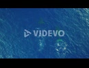 Scenic View Of Humpback Whales Swimming At The Pacific Ocean In Oahu, Hawaii - top drone shot