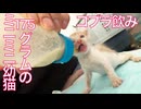 175gのミニミニ幼猫、コブラになる