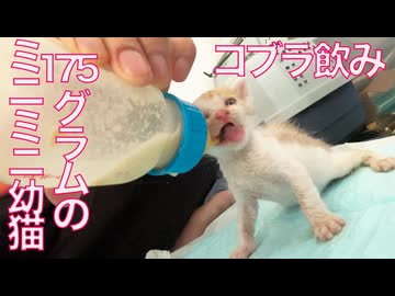 175gのミニミニ幼猫、コブラになる