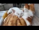 猫島の港の猫親子、引っ付いて寝てます #猫 #猫島 #cat