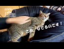 【第311回】YouTuberごっこ！と、催促と、むかご