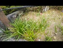 箱根強羅公園21 (1080p)