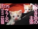 175gの超ミニミニ幼猫、小さき命の主張