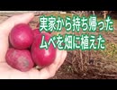 実家から持ち帰ったムベを畑に植えた