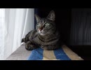 カズオとノンキとタオの日々。-Lifelog 969