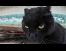 漁港の猫ちゃんモフられに降りてきたかと思ったら何故か激おこ #猫 #cat #猫の喧嘩