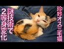 珍妙すぎるオス三毛猫、2等身の未確認生物になる