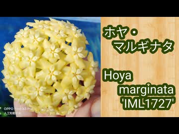 ホヤ・マルギナタ（Hoya marginata 'IML1727'）
