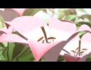 実況プレイ「イース ζ' seven」part.10