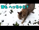 雪 降り出しましたが…