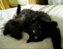 黒猫もふもふ