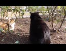 花壇で寝ていた黒猫と三毛猫