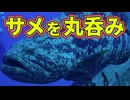 サメを丸呑みにする巨大生物イタヤラが怖すぎる【ゴリアテグルーパー】