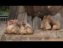 福岡に雪　この冬一番の寒気　灯油移動販売は大忙し、動物園ではサル団子