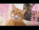 生後4週4200日のベテラン子猫、恋をして若返る
