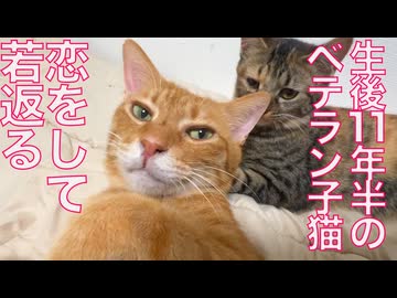 生後4週4200日のベテラン子猫、恋をして若返る