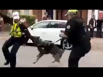 ホモと見る警察犬に噛まれるイギリス警察