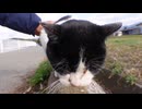 牛みたいな猫がモフられに来た