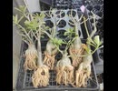 アデニウム発根ショー♪