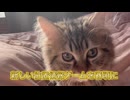 【告知】猫ディズニーステップ部