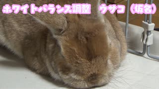 ホワイトバランス調整ウサコ（仮名）
