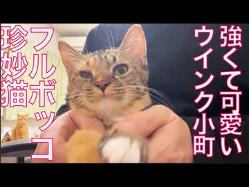 珍妙猫たち、コムギ娘猫にボコボコにされる