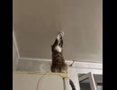 ホモと見る電球を直す猫