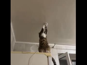 ホモと見る電球を直す猫