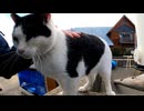 猫島の港近くの猫ハウスにいた猫たちみんな人懐っこい
