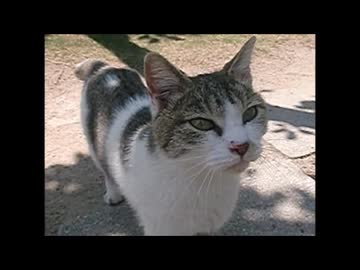 【販売中！】猫の「フンガ、フンガ♫」