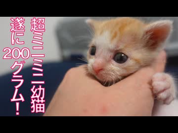 超ミニミニ幼猫、大台に到達する