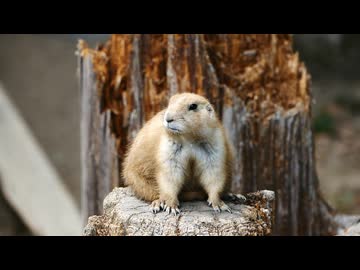 平川動物公園