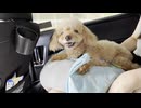 車でほんわかするdog