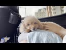 車でほんわかするdog２
