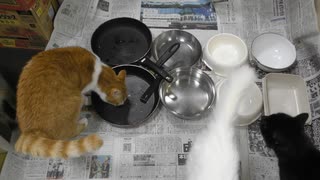 今週のおやつ（本隊）【蒼民家の猫々】