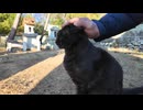 神社の黒猫ちゃん、本殿の裏に行くとモフられに出てきた