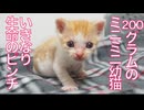 200gのミニミニ幼猫、いきなり生命の危機