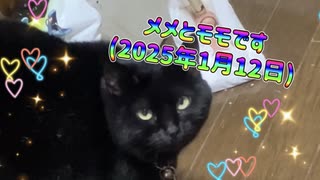 メメとモモです(2025年1月12日)