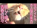 街のアイドル兼ボス猫、輝く青春の日々の追憶