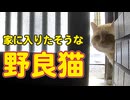 入ってきたらいいのに…【野良猫】