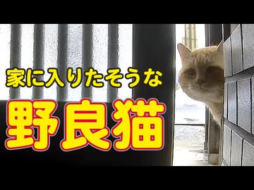 入ってきたらいいのに…【野良猫】