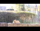 お邪魔します天国/cat nap　歌ってみた【でででぽち】